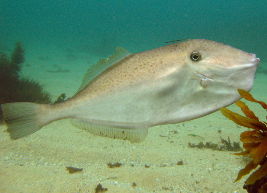 Aluterus monoceros (Pesce lima unicorno)